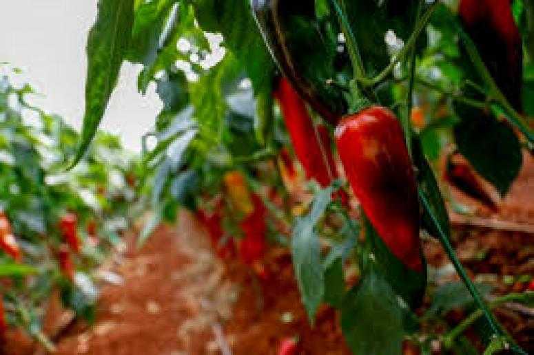 Üreticinin yüzü Dijital Tarım Pazarı ile güldü